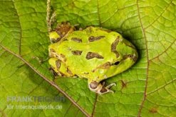 Pazifischer Hornfrosch, Ceratophrys Stolzmanni 5 Pazifischer Hornfrosch, Ceratophrys Stolzmanni -Tier Produkt Geschäft Pazifischer Hornfrosch Ceratophrys stolzmanni 3