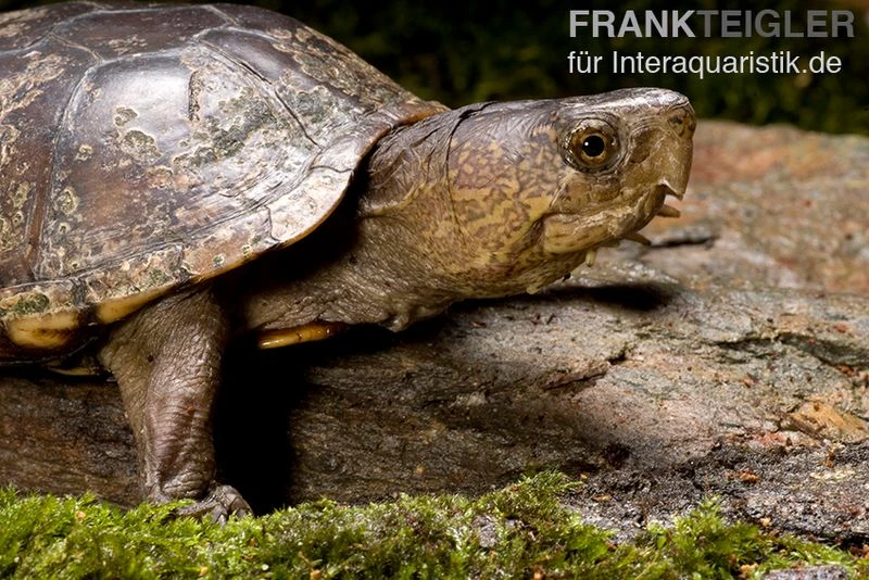 Pennsylvania-Klappschildkröte, Kinosternon Subrubrum 2 Pennsylvania-Klappschildkröte, Kinosternon Subrubrum – Bild 2