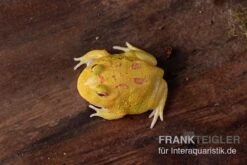 Pikachu-Pacman-Frog, Ceratophrys Cranwelli Pikachu -Tier Produkt Geschäft Pikachu Pacman Frog Ceratophrys cranwelli Pikachu 03