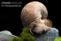 Afrikanische Riesen-Apfelschnecke, Pila Wernei 6 Afrikanische Riesen-Apfelschnecke, Pila Wernei -Tier Produkt Geschäft Pila wernei 1a