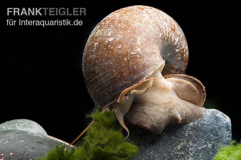 Afrikanische Riesen-Apfelschnecke, Pila Wernei 3 Afrikanische Riesen-Apfelschnecke, Pila Wernei – Bild 3