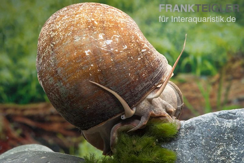 Afrikanische Riesen-Apfelschnecke, Pila Wernei 1 Afrikanische Riesen-Apfelschnecke, Pila Wernei