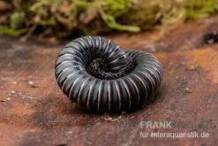 Pink Gestreifter Tausendfüßer, Odontostreptus Sjoestedti -Tier Produkt Geschäft Pink gestreifter Tausendfuesser Odontostreptus sjoestedti 3