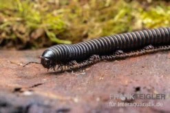 Pink Gestreifter Tausendfüßer, Odontostreptus Sjoestedti -Tier Produkt Geschäft Pink gestreifter Tausendfuesser Odontostreptus sjoestedti 4