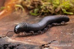Pink Gestreifter Tausendfüßer, Odontostreptus Sjoestedti -Tier Produkt Geschäft Pink gestreifter Tausendfuesser Odontostreptus sjoestedti 5