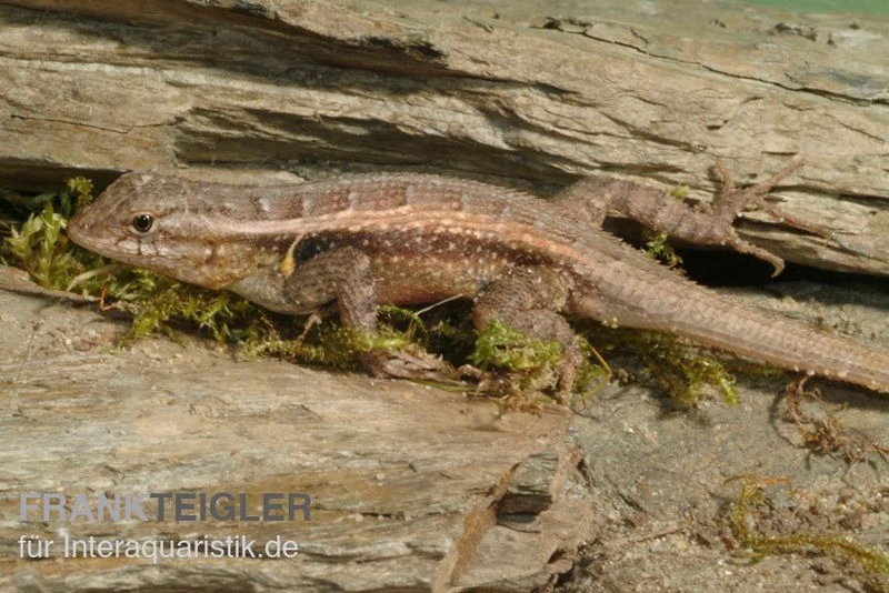 Pinkbauch-Stachelleguan, Sceloporus Variabilis 1 Pinkbauch-Stachelleguan, Sceloporus Variabilis