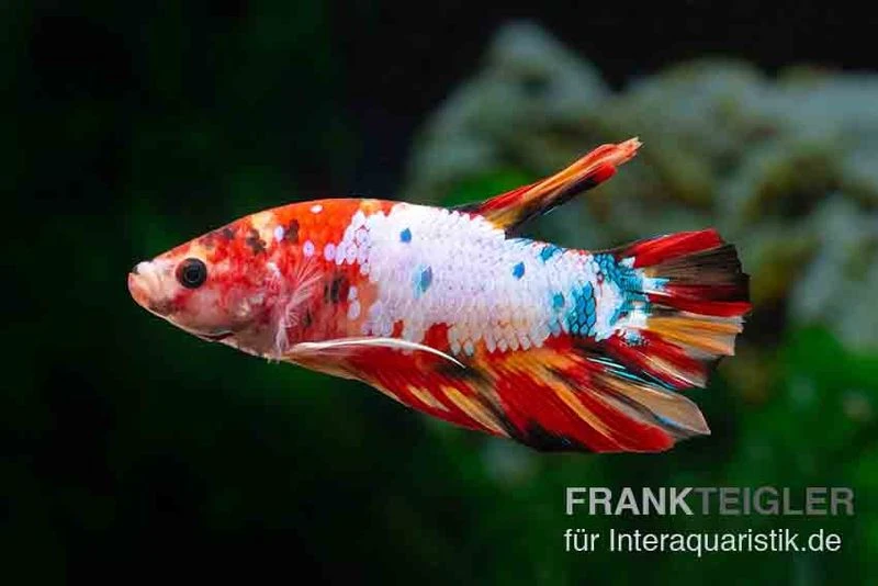Plakat Kampffisch Candy, Männchen, Betta Splendens 2 Plakat Kampffisch Candy, Männchen, Betta Splendens – Bild 2