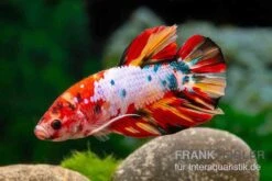 Plakat Kampffisch Candy, Männchen, Betta Splendens