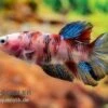 Plakat Kampffisch Koi, Männchen, Betta Splendens