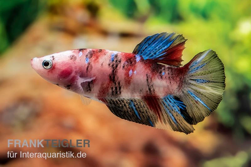 Plakat Kampffisch Koi, Männchen, Betta Splendens 1 Plakat Kampffisch Koi, Männchen, Betta Splendens