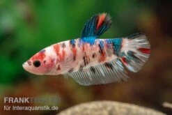 Plakat Kampffisch Koi, Männchen, Betta Splendens 7 Plakat Kampffisch Koi, Männchen, Betta Splendens -Tier Produkt Geschäft Plakat Kampffisch Koi Betta Plakat Koi Maennchen 3