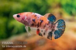 Plakat Kampffisch Koi, Männchen, Betta Splendens 8 Plakat Kampffisch Koi, Männchen, Betta Splendens -Tier Produkt Geschäft Plakat Kampffisch Koi Betta Plakat Koi Weibchen 2