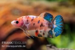 Plakat Kampffisch Koi, Männchen, Betta Splendens 9 Plakat Kampffisch Koi, Männchen, Betta Splendens -Tier Produkt Geschäft Plakat Kampffisch Koi Betta Plakat Koi Weibchen 3