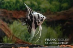 Tier Produkt Geschäft -Tier Produkt Geschäft Platinum Panda Skalar Pterophyllum scalare 2