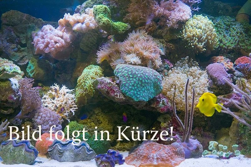 Goldene Seidenspinne, Nephila Clavipes 1 Goldene Seidenspinne, Nephila Clavipes