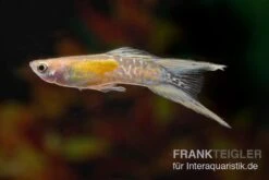 Golden Lace Sword Guppy, Poecilia Reticulata