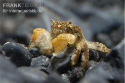 Pompomkrabbe, Ptychognathus Barbatus (Hongkong-Krabbe) 5 Pompomkrabbe, Ptychognathus Barbatus (Hongkong-Krabbe) -Tier Produkt Geschäft Pompom krabbe