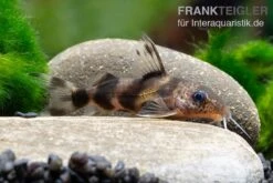 Pracht-Fiederbartwels, Synodontis Decorus -Tier Produkt Geschäft Pracht Fiederbartwels Synodontis decorus neu 2