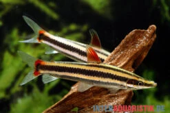 Prachtkopfsteher, Anostomus Anostomus 5 Prachtkopfsteher, Anostomus Anostomus -Tier Produkt Geschäft Prachtkopfsteher Anostomus anostomus neu 2
