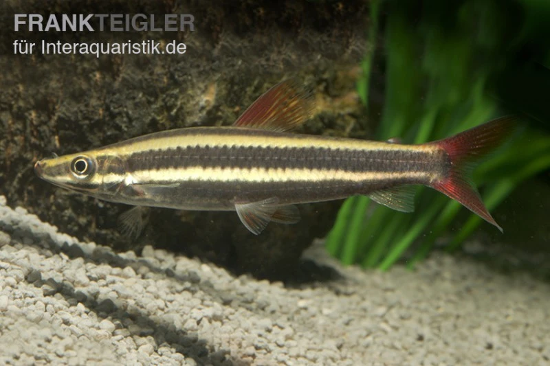 Prachtkopfsteher, Anostomus Anostomus 1 Prachtkopfsteher, Anostomus Anostomus