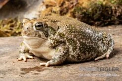 Präriekröte, Bufo Cognatus -Tier Produkt Geschäft Praeriekroete Bufo cognatus 3