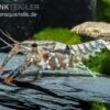 Maikäferkrebs, Procambarus Spiculifer