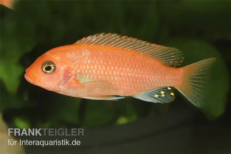 Roter Zebrabuntbarsch, Pseudotropheus Estherae "rot-rot", DNZ 2 Roter Zebrabuntbarsch, Pseudotropheus Estherae "rot-rot", DNZ – Bild 2