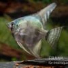 Avatar Zebra-Skalar, Pterophyllum Scalare