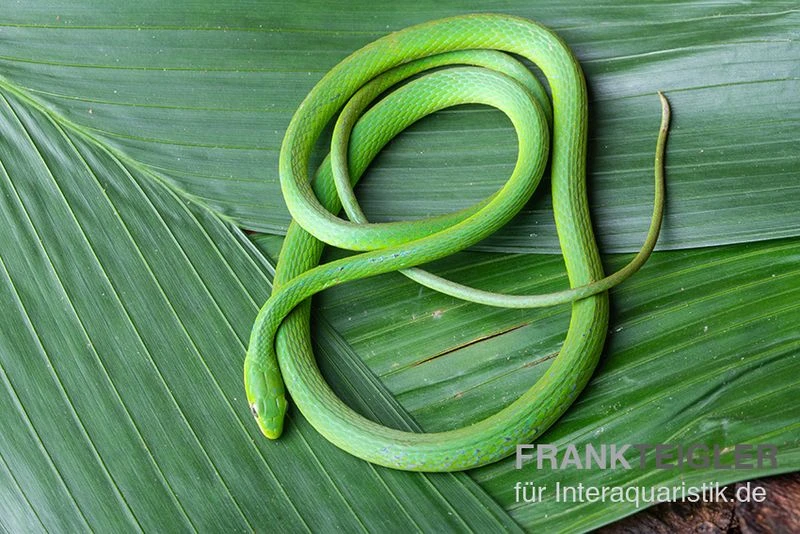 Raue Grasnatter, Opheodrys Aestivus 3 Raue Grasnatter, Opheodrys Aestivus – Bild 3