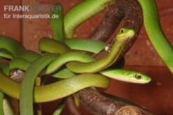 Raue Grasnatter, Opheodrys Aestivus 9 Raue Grasnatter, Opheodrys Aestivus -Tier Produkt Geschäft Raue Grasnatter Opheodrys aestivus 5