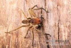 Red Fang Spider, Piloctenus Haematostoma -Tier Produkt Geschäft Red Fang Spider Piloctenus haematostoma 3