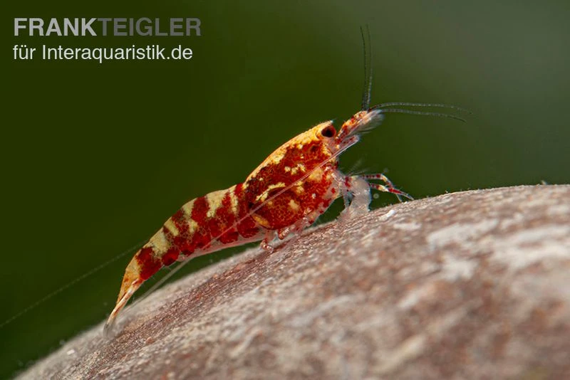 Red Galaxy Garnele Mix, Caridina Spec. "Red Galaxy" 2 Red Galaxy Garnele Mix, Caridina Spec. "Red Galaxy" – Bild 2