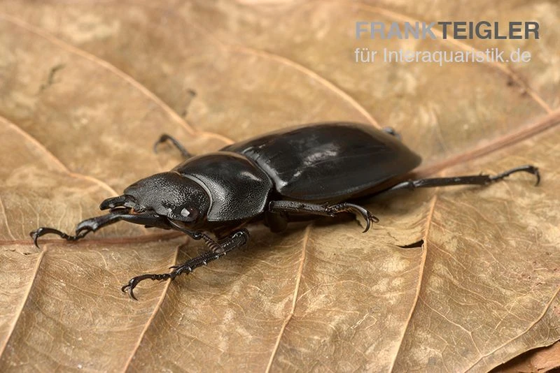 Rhinoceros-Hirschkäfer, Hexarthrius Rhinoceros 2 Rhinoceros-Hirschkäfer, Hexarthrius Rhinoceros – Bild 2