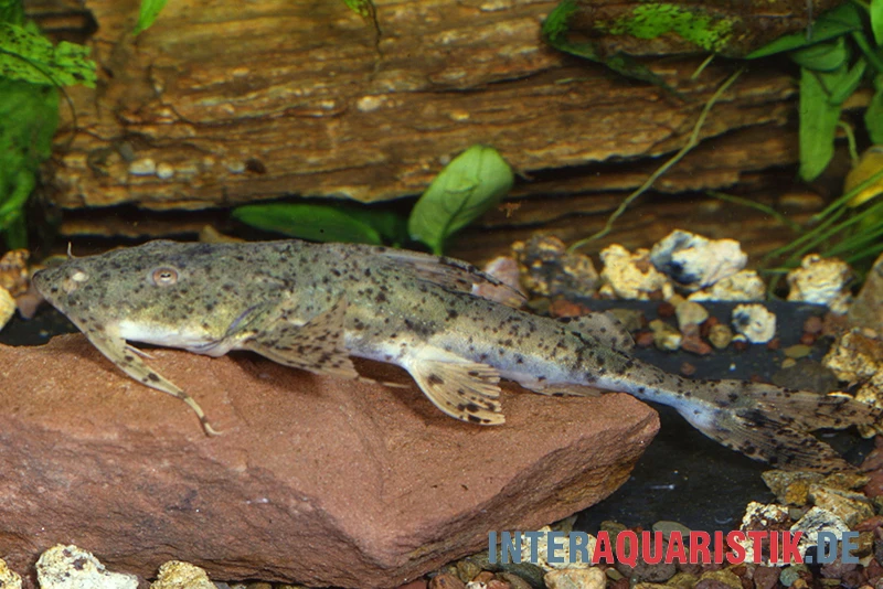 Riesen-Teufelswels, Bagarius Yarrelli 1 Riesen-Teufelswels, Bagarius Yarrelli