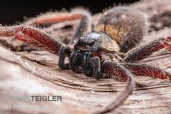 Riesenkrabbenspinne, Heteropoda Sp. Indonesien 01 6 Riesenkrabbenspinne, Heteropoda Sp. Indonesien 01 -Tier Produkt Geschäft Riesenkrabbenspinne Heteropoda sp Indonesien 03