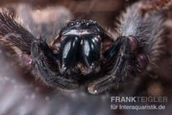 Riesenkrabbenspinne, Heteropoda Sp. Indonesien 01 7 Riesenkrabbenspinne, Heteropoda Sp. Indonesien 01 -Tier Produkt Geschäft Riesenkrabbenspinne Heteropoda sp Indonesien 04