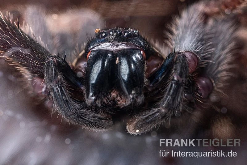 Riesenkrabbenspinne, Heteropoda Sp. Indonesien 01 4 Riesenkrabbenspinne, Heteropoda Sp. Indonesien 01 – Bild 4