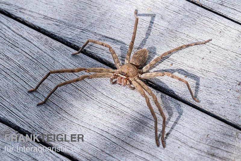 Riesenkrabbenspinne, Heteropoda Venatoria 2 Riesenkrabbenspinne, Heteropoda Venatoria – Bild 2