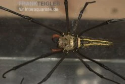 Riesenradnetzspinne, Nephila Maculata 11 Riesenradnetzspinne, Nephila Maculata -Tier Produkt Geschäft Riesenradnetzspinne Nephila maculata