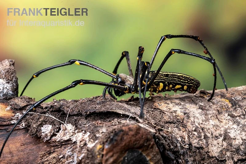 Riesenradnetzspinne, Nephila Maculata 5 Riesenradnetzspinne, Nephila Maculata – Bild 5