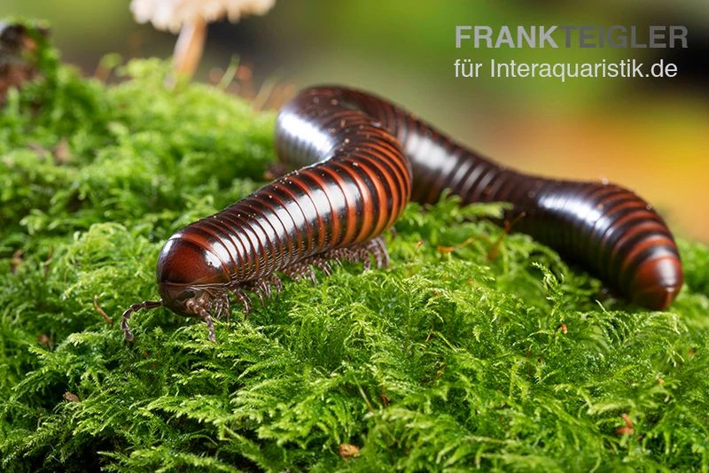 Riesiger Feuer-Tausendfüßer, Pelmatojulus Excisus 2 Riesiger Feuer-Tausendfüßer, Pelmatojulus Excisus – Bild 2