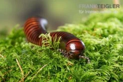 Riesiger Feuer-Tausendfüßer, Pelmatojulus Excisus 5 Riesiger Feuer-Tausendfüßer, Pelmatojulus Excisus -Tier Produkt Geschäft Riesiger Feuer Tausendfuesser Pelmatojulus excisus 3