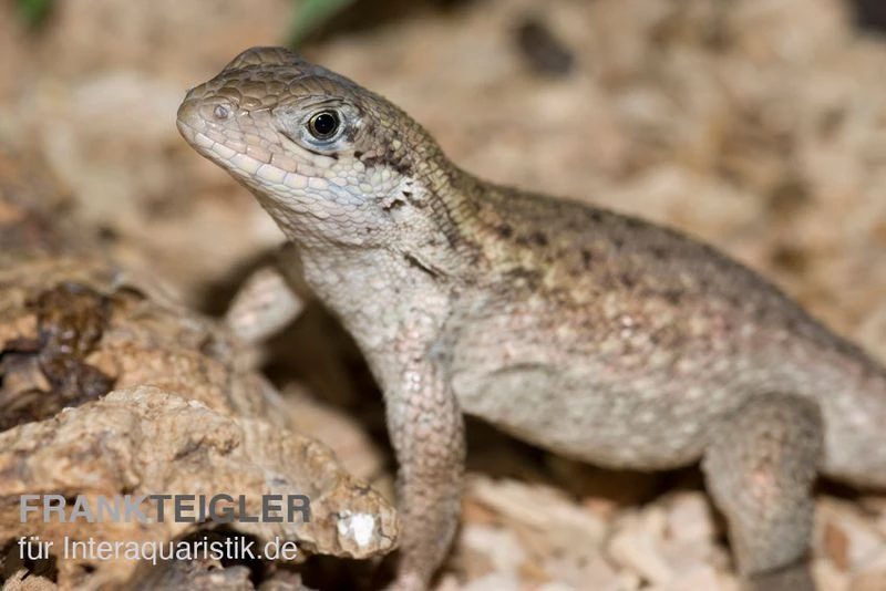 Rollschwanzleguan, Leiocephalus Carinatus 1 Rollschwanzleguan, Leiocephalus Carinatus