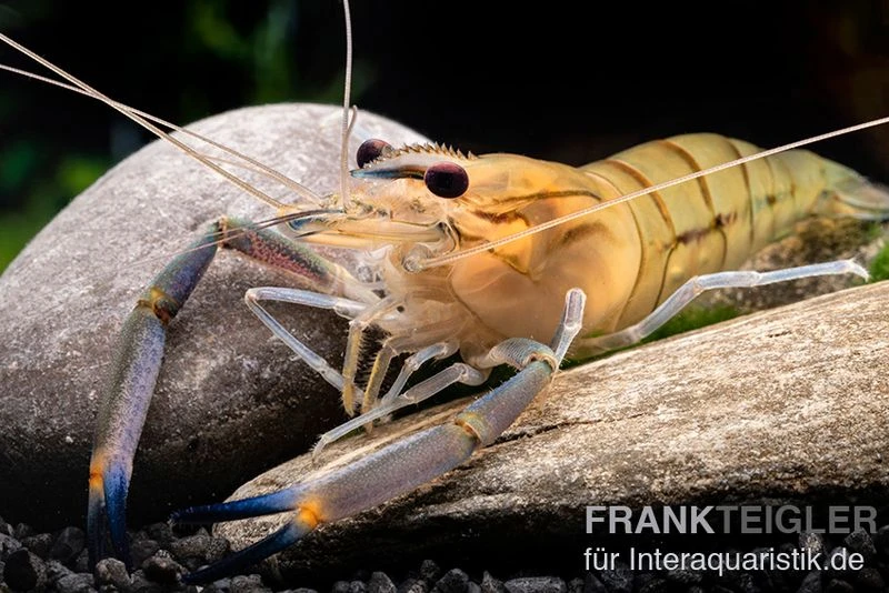 Rosenberggarnele, Macrobrachium Rosenbergii 1 Rosenberggarnele, Macrobrachium Rosenbergii