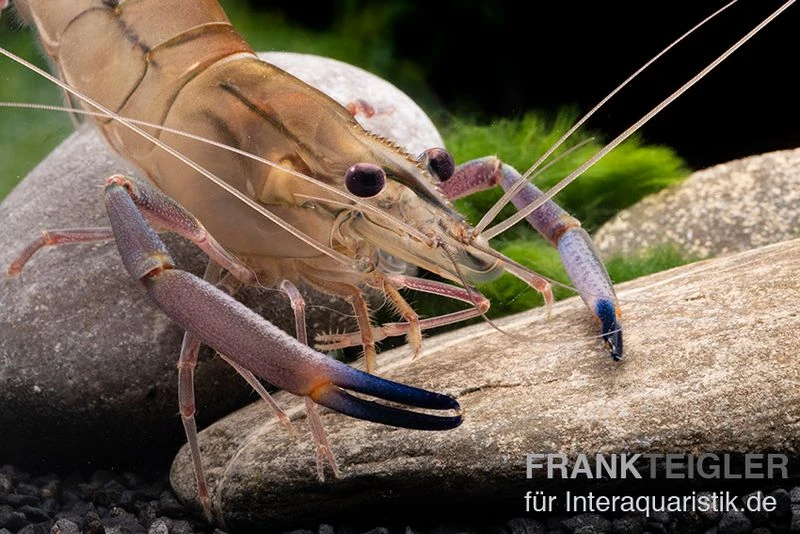 Rosenberggarnele, Macrobrachium Rosenbergii 2 Rosenberggarnele, Macrobrachium Rosenbergii – Bild 2