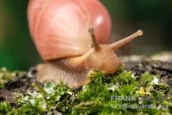 Rote Hausschnecke, Limicolaria Sp. "Deep Red" 7 Rote Hausschnecke, Limicolaria Sp. "Deep Red" -Tier Produkt Geschäft Rote Hausschnecke Limicolaria sp Deep Red 4