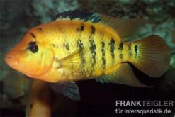 Roter Ecuadorbuntbarsch, Cichlasoma Festae
