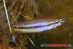 Roter Kampffisch, Betta Rubra -Tier Produkt Geschäft Roter Kampffisch Betta rubra paarweise 2