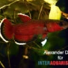 Roter Laubkampffisch, Betta Channoides
