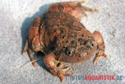 Roter Malaysischer Ochsenfroch, Calluella Guttulata